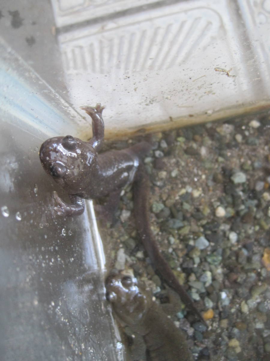 天然。蝦夷サンショウウオ。親1匹。_4