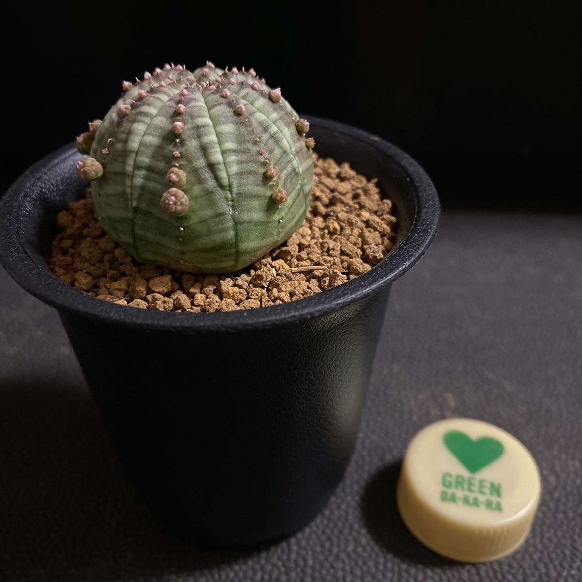 子株沢山 子吹きオベサ 小 ユーフォルビア 多肉植物 サボテン ビザールプランツ サボテン 売買されたオークション情報 Yahooの商品情報をアーカイブ公開 オークファン Aucfan Com