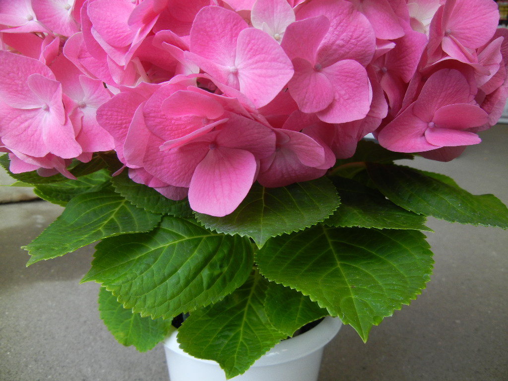 アジサイ 紫陽花 ピーチ姫 蕾あり 3 5寸 花 売買されたオークション情報 Yahooの商品情報をアーカイブ公開 オークファン Aucfan Com アジサイ 紫陽花 ピーチ姫 蕾あり 3 5寸 花 売買されたオークション情報 Yahooの商品情報をアーカイブ公開 オークファン Aucfan Com