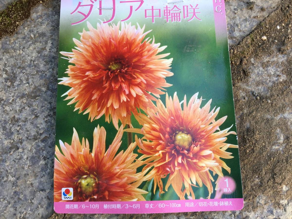 ダリアの球根 2種類 その他 売買されたオークション情報 Yahooの商品情報をアーカイブ公開 オークファン Aucfan Com