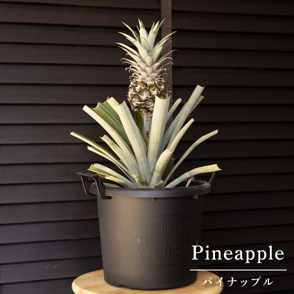 かわいいパイナップルの鉢植え Pineapple 8寸 パイン ヤシ 果樹 苗 サボテン 売買されたオークション情報 Yahooの商品情報をアーカイブ公開 オークファン Aucfan Com