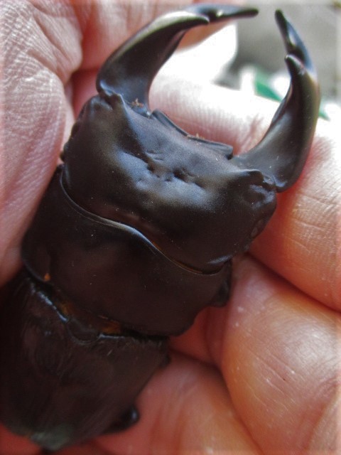 BLACK　VERTEX　MRYGA 　