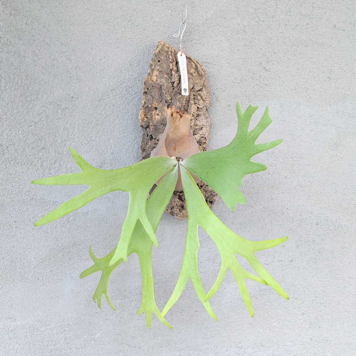 Crown Little Willinckii P. - | Platycerium [夢幻] sporeling ''Mew