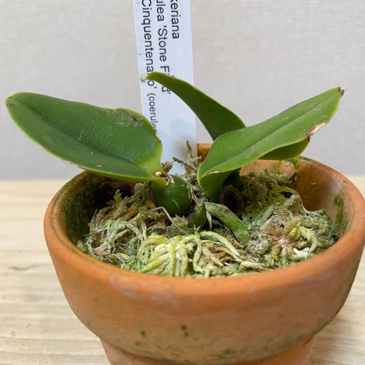 洋蘭原種 coerulea walkeriana C. - Yahoo!オークション 'Lapis x