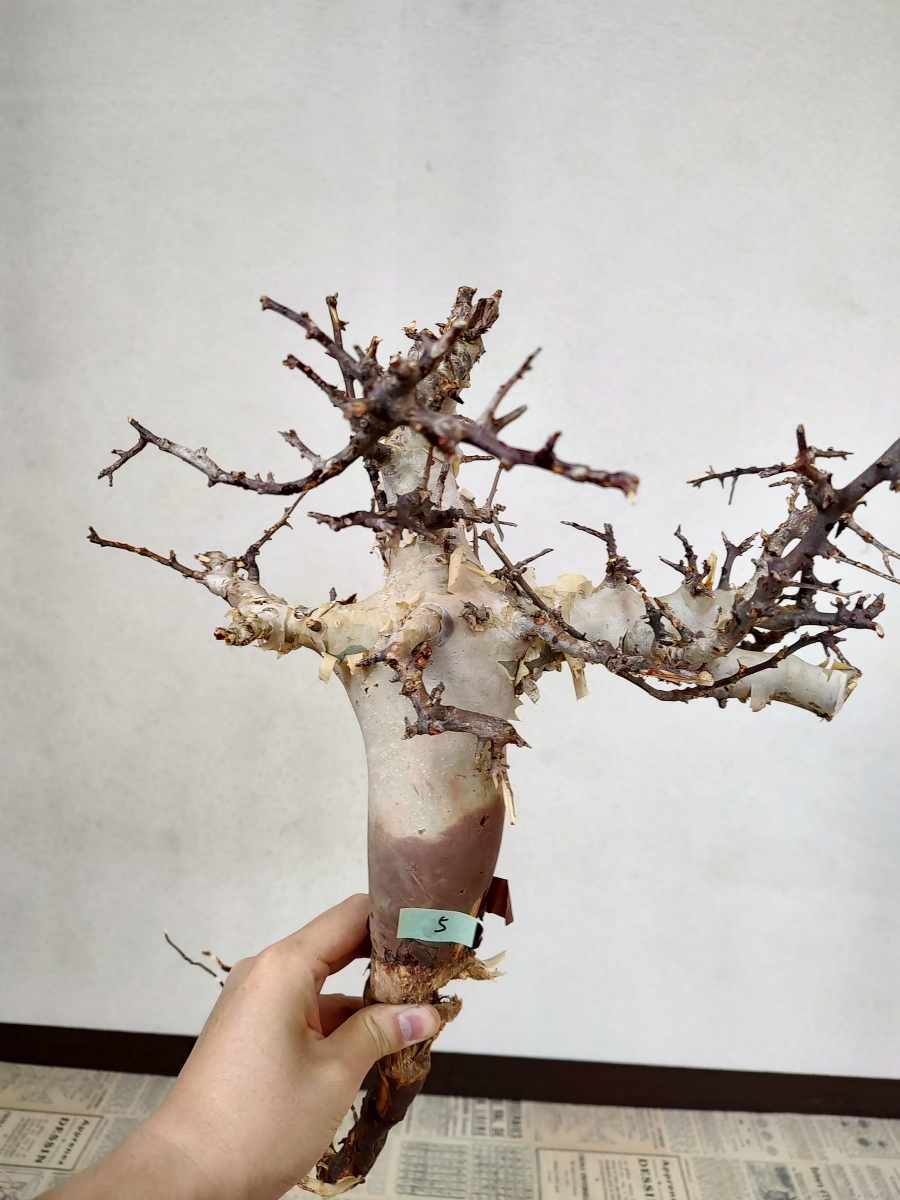 ④コミフォラ カタフ ソマリア産Commiphora kataf コミフォラ・カタフ