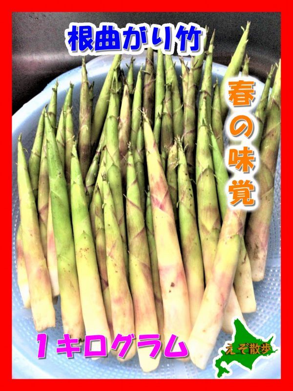 根曲がり竹 北海道産 山菜 天然 (1kg) 姫竹の子 予約販売 発送予定日