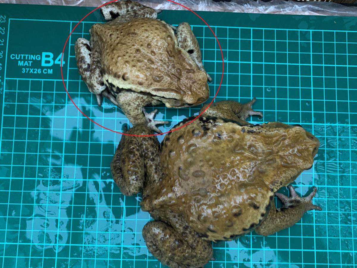 アズマヒキガエル 薄色系 お腹が真っ白のかわいいオス ヒキガエル カエル 売買されたオークション情報 Yahooの商品情報をアーカイブ公開 オークファン Aucfan Com アズマヒキガエル 薄色系 お腹が真っ白のかわいいオス ヒキガエル カエル 売買されたオークション情報 Yahooの商品情報をアーカイブ公開 オークファン Aucfan Com