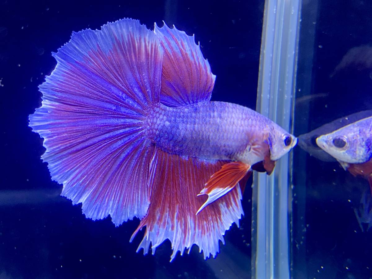 Popo Betta ハーフムーン ベタ パープルホワイトリム オス タイ直輸入 ベタ 売買されたオークション情報 Yahooの商品情報をアーカイブ公開 オークファン Aucfan Com