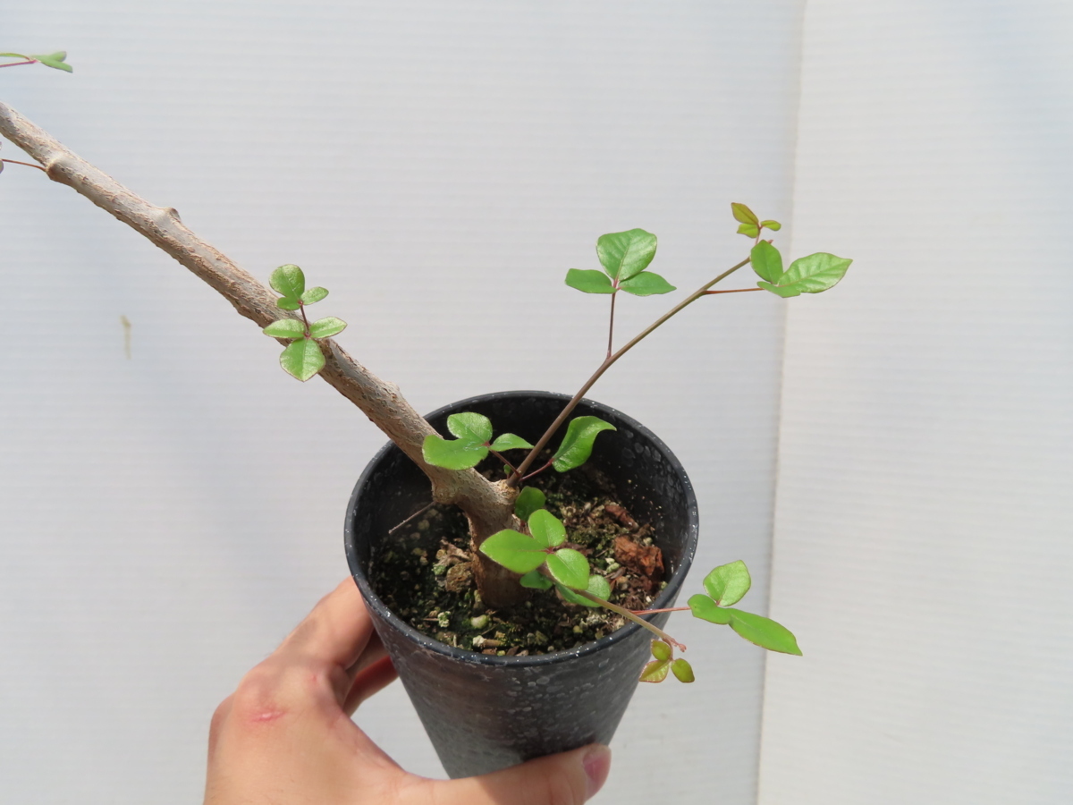 へ385「実生」コミフォラ オルビクラリス【塊根植物・種から発芽