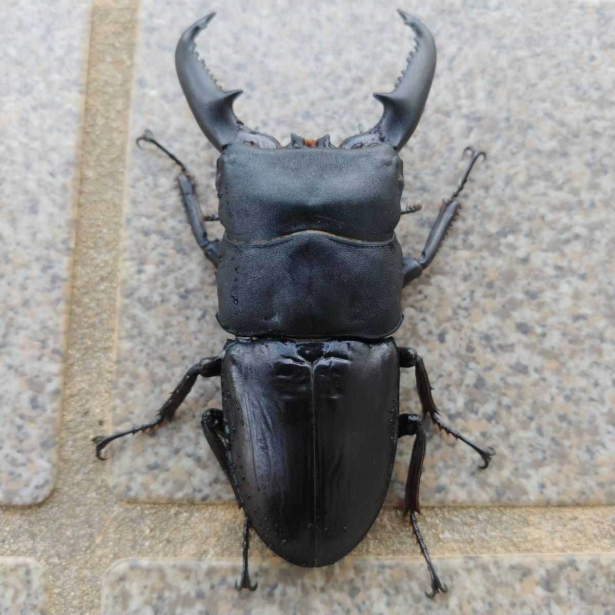 メリディオナリスコクワ ♀21.5mm 単品 メリディオナリス | INTER 