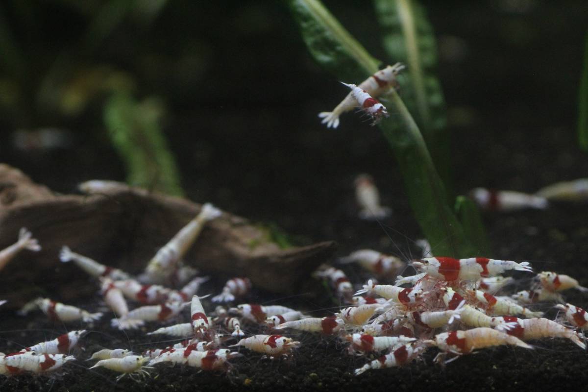 龍頭水 画像100匹レッドビーシュリンプの出品 ビーシュリンプ 売買されたオークション情報 Yahooの商品情報をアーカイブ公開 オークファン Aucfan Com