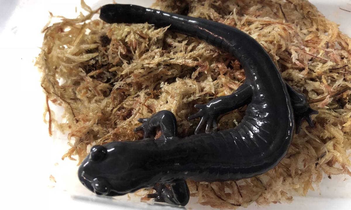 2022CB マダライモリ オス 人工飼料ok 死着補償あり 2匹 マダライモリ 