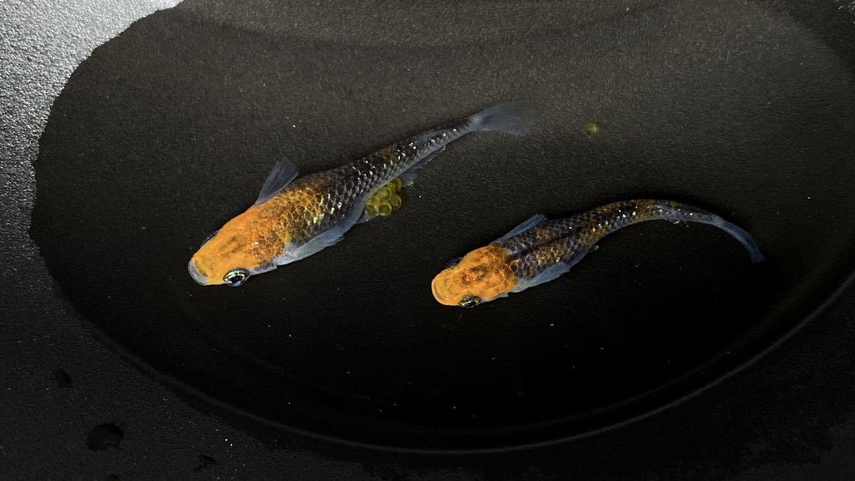 ミツバチめだか ブラックリム 煌 メダカ 卵 30個 めだか 売買されたオークション情報 Yahooの商品情報をアーカイブ公開 オークファン Aucfan Com