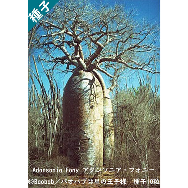 全国無料，大得価 多肉植物 種子 種 アダンソニア フォニー Adansonia Fony バオバブ Baobab 星の王子様 種子10粒(観葉植物)｜売買されたオークション情報、yahooの商品情報をアーカイブ公開 - オークファン その他