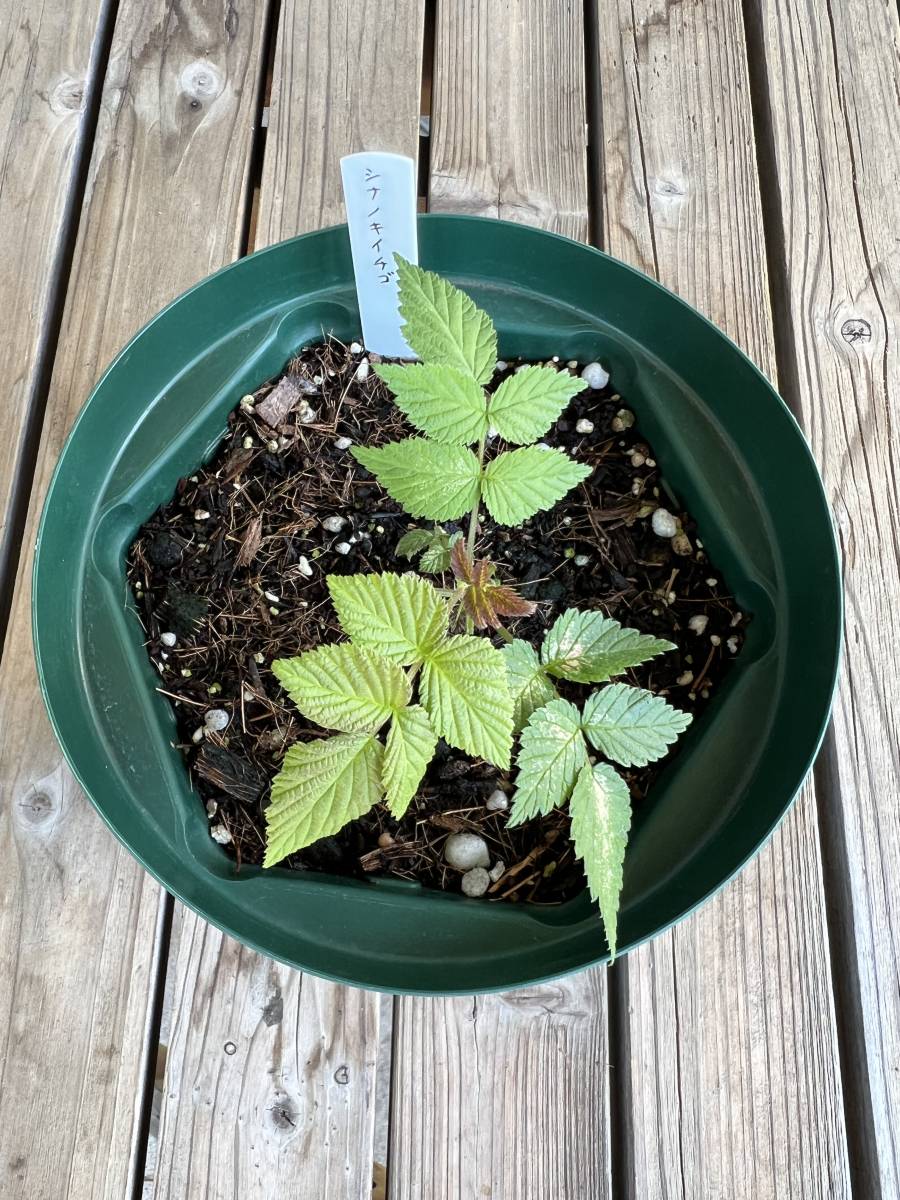 信濃木苺　シナノキイチゴ　木苺　苗_1
