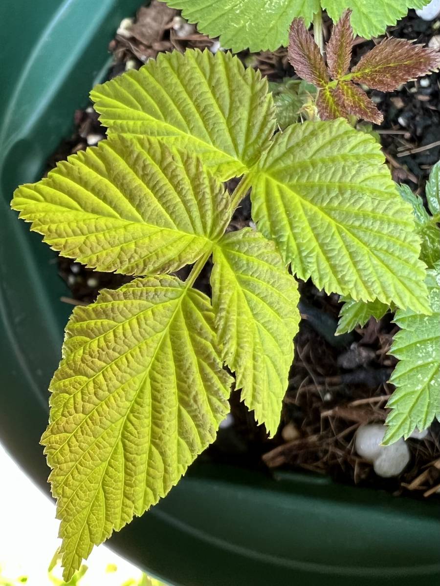 信濃木苺　シナノキイチゴ　木苺　苗_2