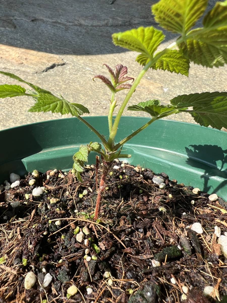 信濃木苺　シナノキイチゴ　木苺　苗_4