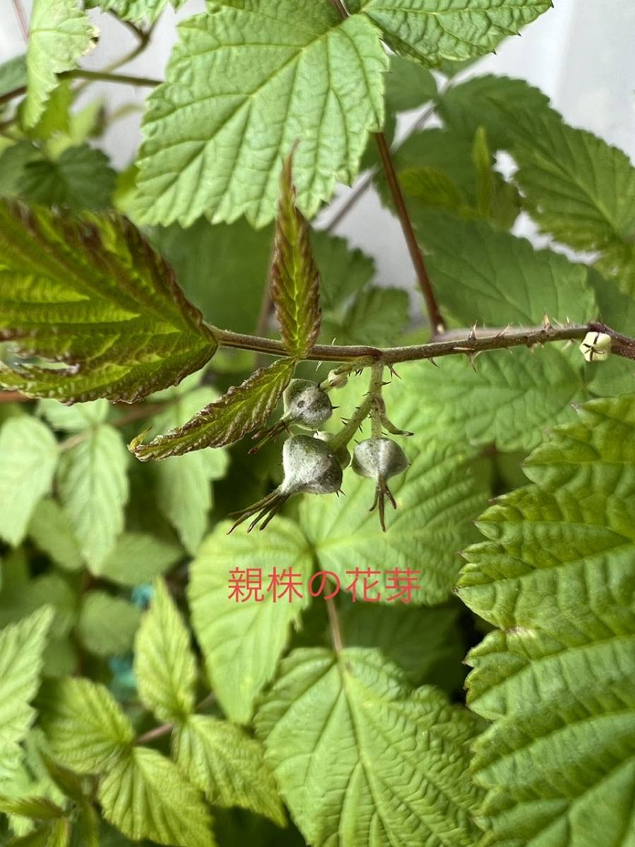 信濃木苺　シナノキイチゴ　木苺　苗_5