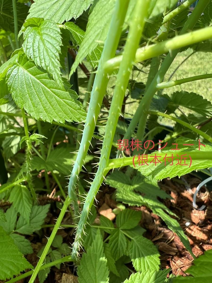 信濃木苺　シナノキイチゴ　木苺　苗_6