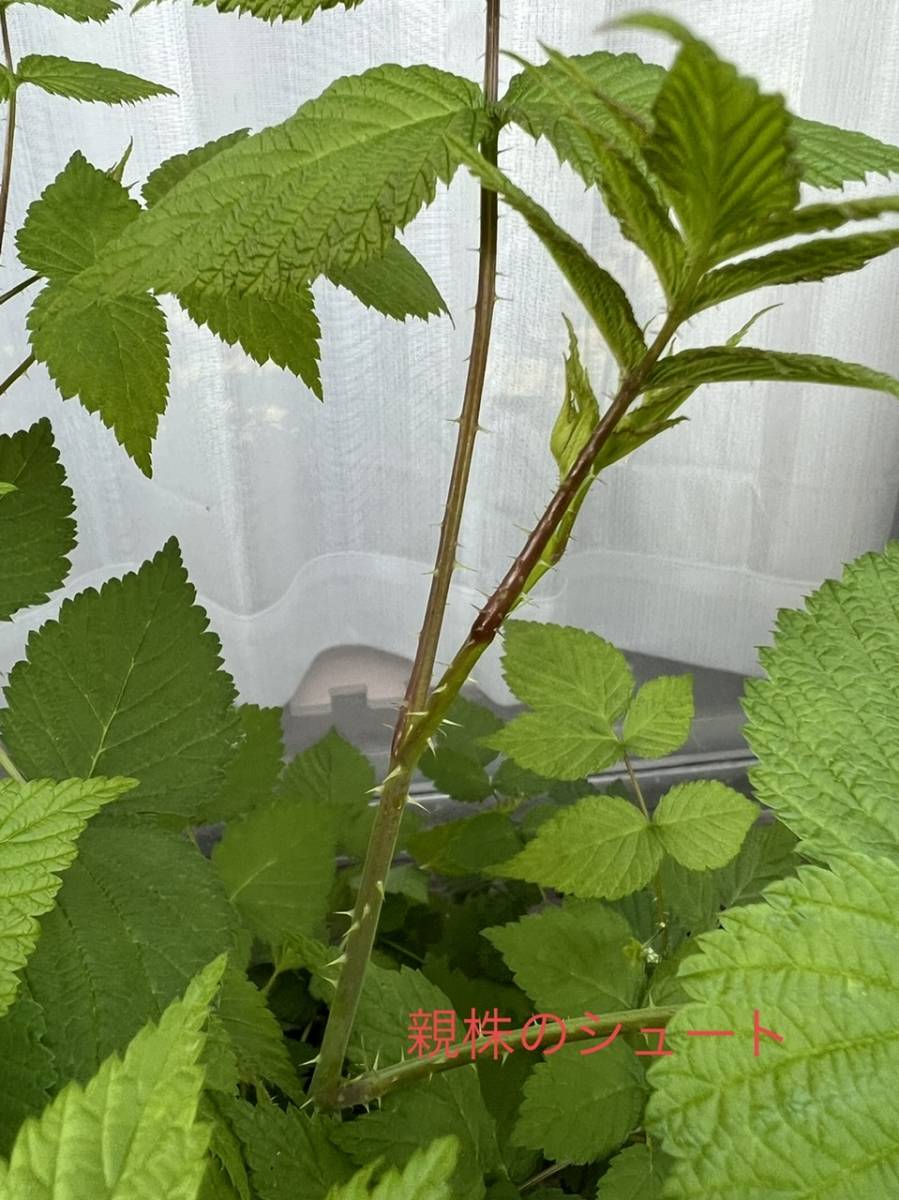 信濃木苺　シナノキイチゴ　木苺　苗_7