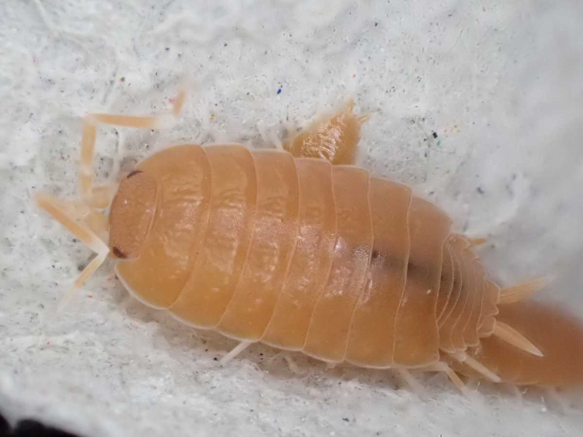 オレンジホソワラジムシ 30匹以上 エサ付き Porcellio pruinosus  