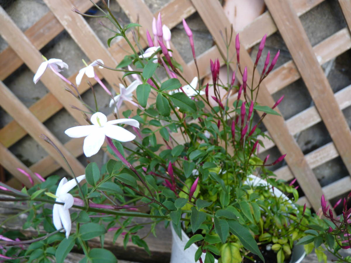 羽衣ジャスミン 5号 香りのつる植物 新入荷 同梱可能 8 花 売買されたオークション情報 Yahooの商品情報をアーカイブ公開 オークファン Aucfan Com