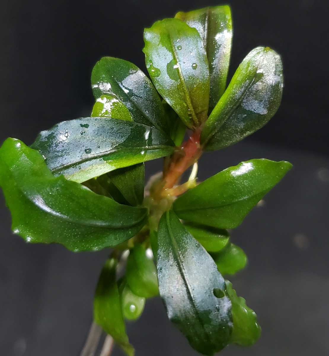 ブセファランドラsp. GN.Puis AZ Air terjun 2種セット 【公式通販】