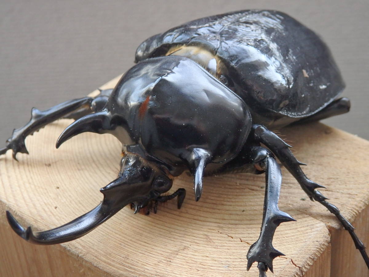 マルスゾウカブト 新成虫 ♂単品 Yahoo!オークション