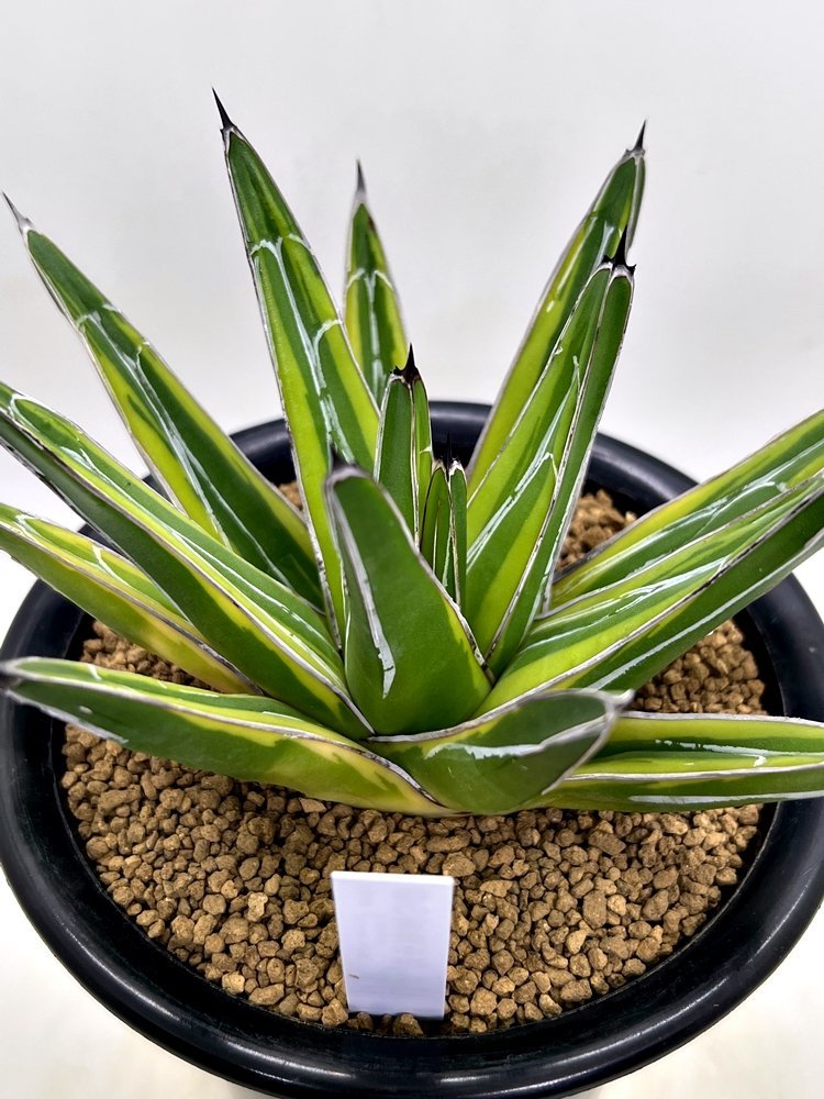 Agave Victoriae Reginae F Variegata アガベ 笹の雪 黄覆輪 4寸鉢 Botanicalmart サボテン 売買されたオークション情報 Yahooの商品情報をアーカイブ公開 オークファン Aucfan Com