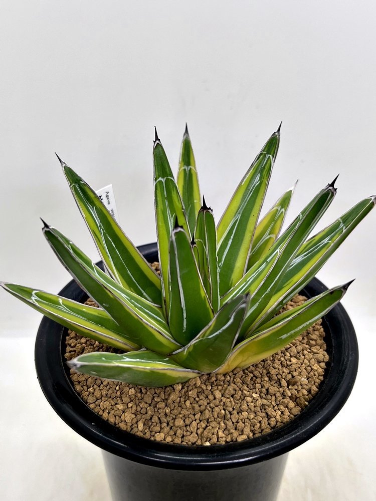 Agave Victoriae Reginae F Variegata アガベ 笹の雪 黄覆輪 4寸鉢 Botanicalmart サボテン 売買されたオークション情報 Yahooの商品情報をアーカイブ公開 オークファン Aucfan Com