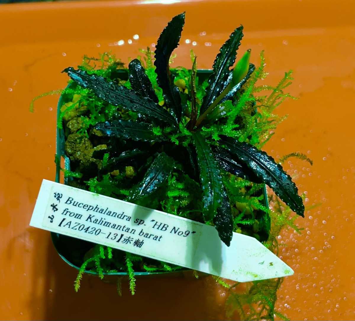 Bucephalandra sp Bucephalandra sp