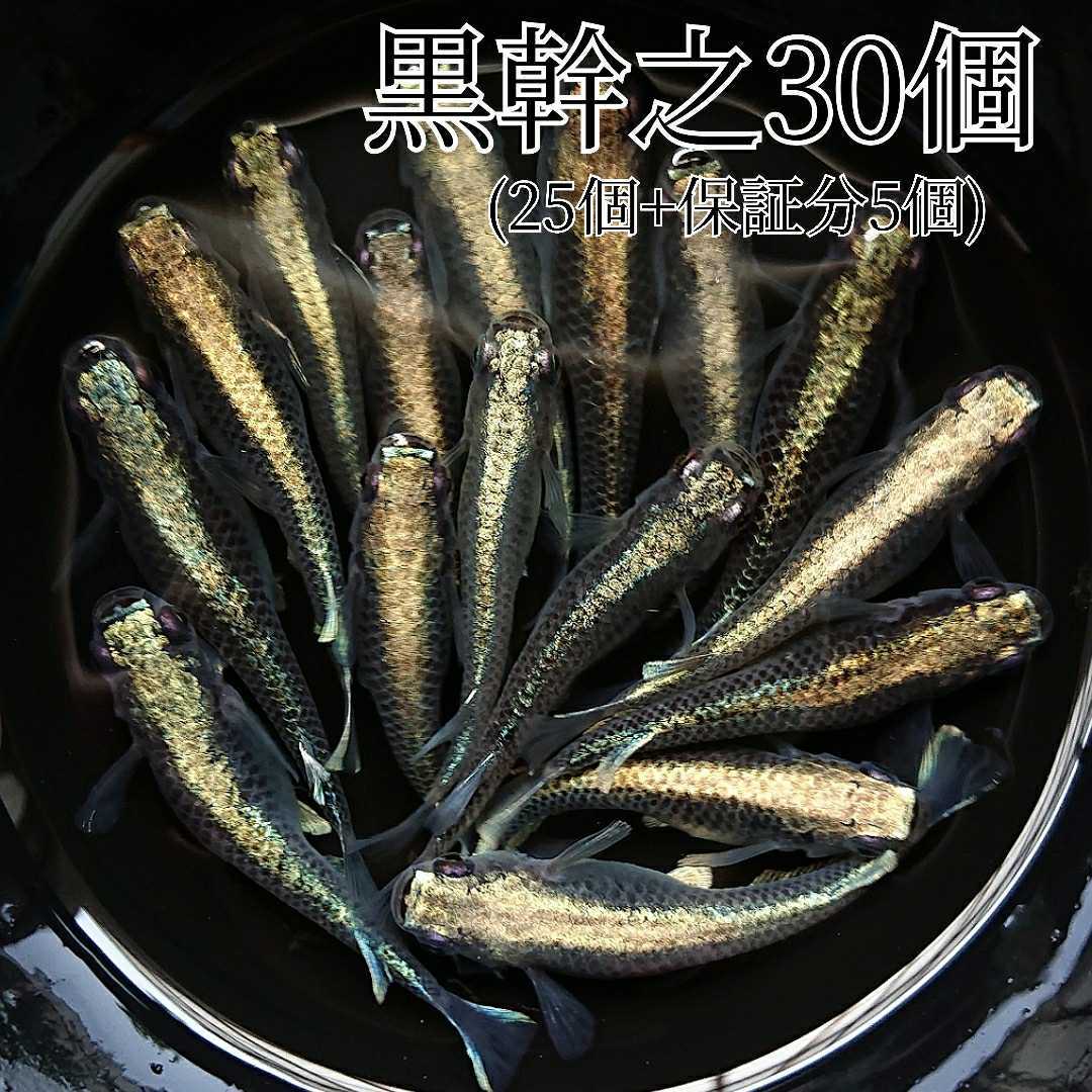 めだかカンタービレ 金系黒幹之フルボディメダカ 有精卵30個 25個 保証分5個 みゆきメダカ カブキ 鉄仮面 めだか 売買されたオークション情報 Yahooの商品情報をアーカイブ公開 オークファン Aucfan Com めだかカンタービレ 金系黒幹之フルボディメダカ 有精卵30個 25個 保証分5個 みゆきメダカ カブキ 鉄仮面 めだか 売買されたオークション情報 Yahooの商品情報をアーカイブ公開 オークファン Aucfan Com