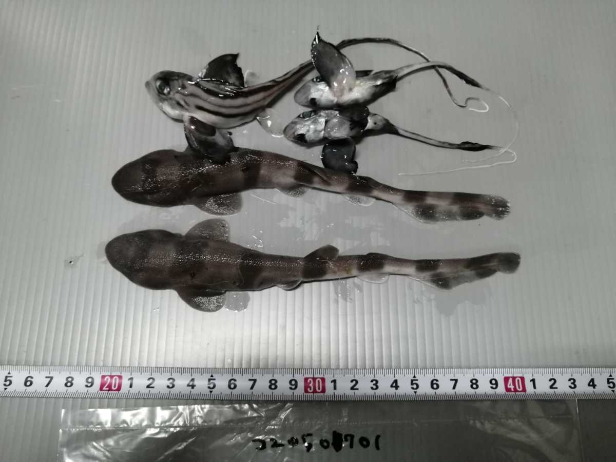 深海魚標本ナヌカザメ 水族館魚図鑑-ナヌカザメ(Cephaloscyllium