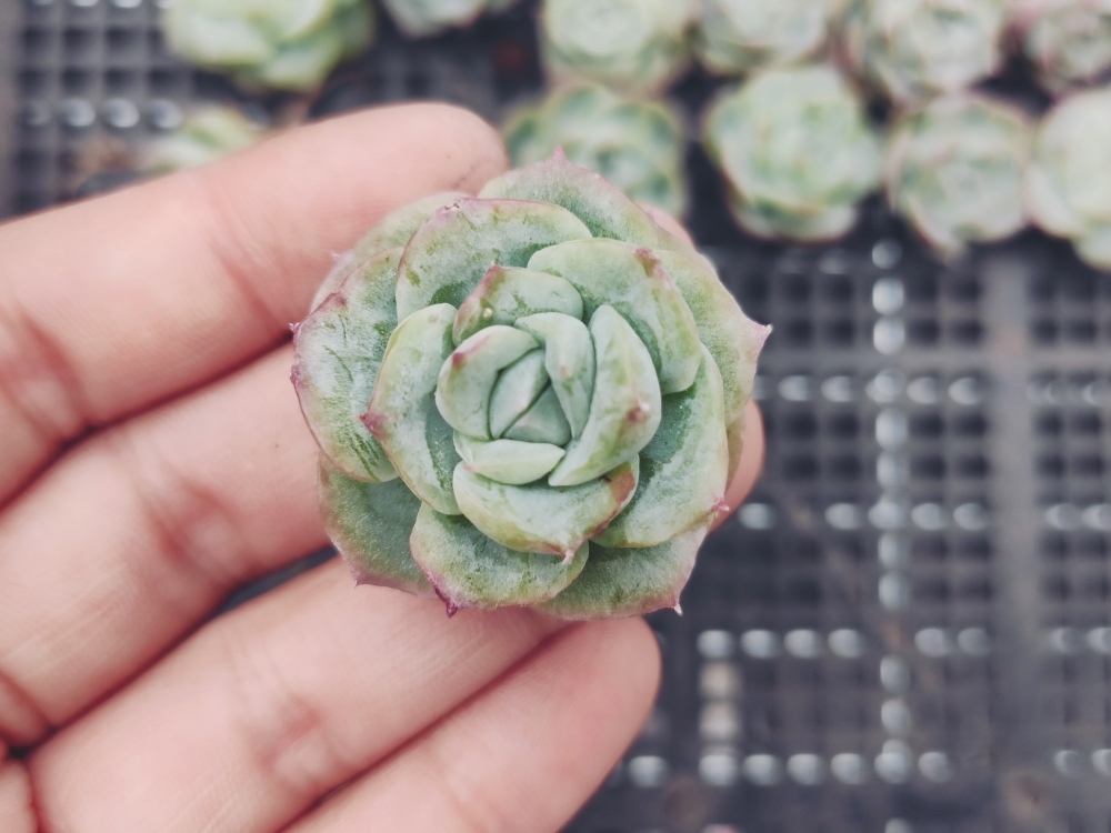 S364ピンククリスタルローズ30個 多肉植物 エケベリア 韓国 サボテン 売買されたオークション情報 Yahooの商品情報をアーカイブ公開 オークファン Aucfan Com S364ピンククリスタルローズ30個 多肉植物 エケベリア 韓国 サボテン 売買されたオークション情報 Yahooの商品情報をアーカイブ公開 オークファン Aucfan Com