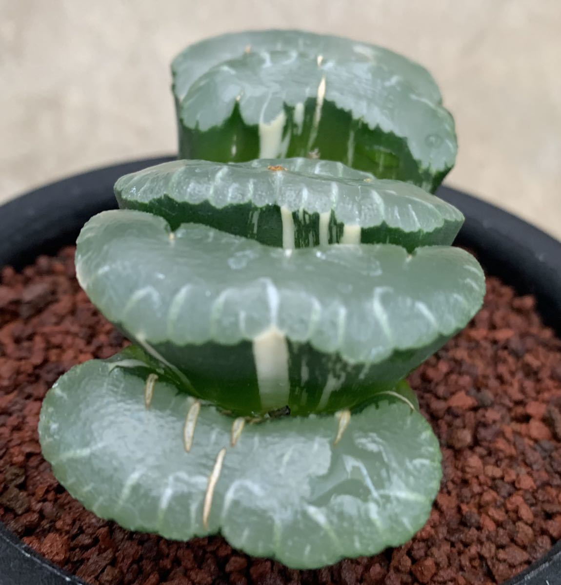 ハオルチア 多肉植物：ハオルチア 現品！一品限り 玉扇錦*幅7cm | 玉