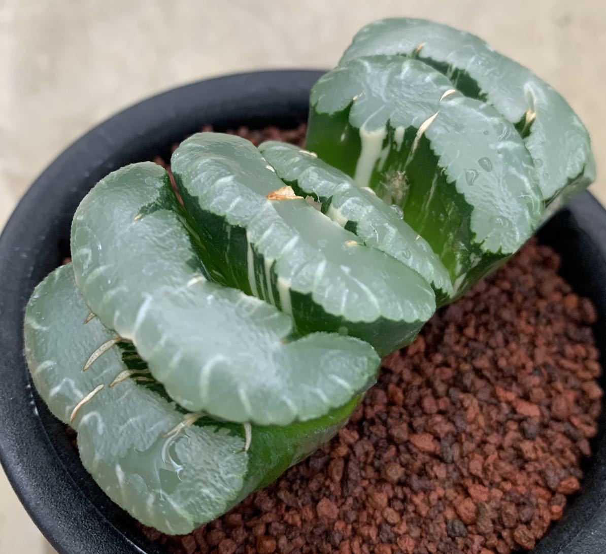 ハオルチア 多肉植物：ハオルチア 現品！一品限り 玉扇錦*幅7cm | 玉