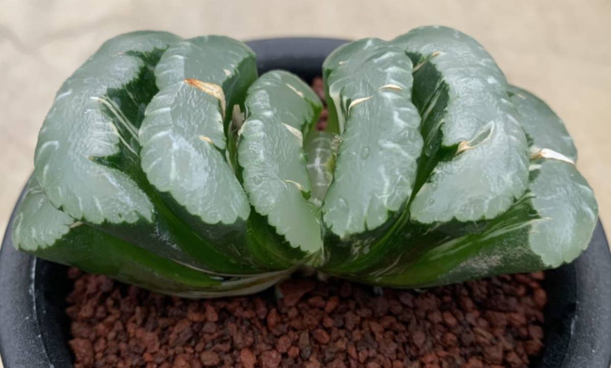 ハオルチア 多肉植物：ハオルチア 現品！一品限り 玉扇錦*幅7cm | 玉