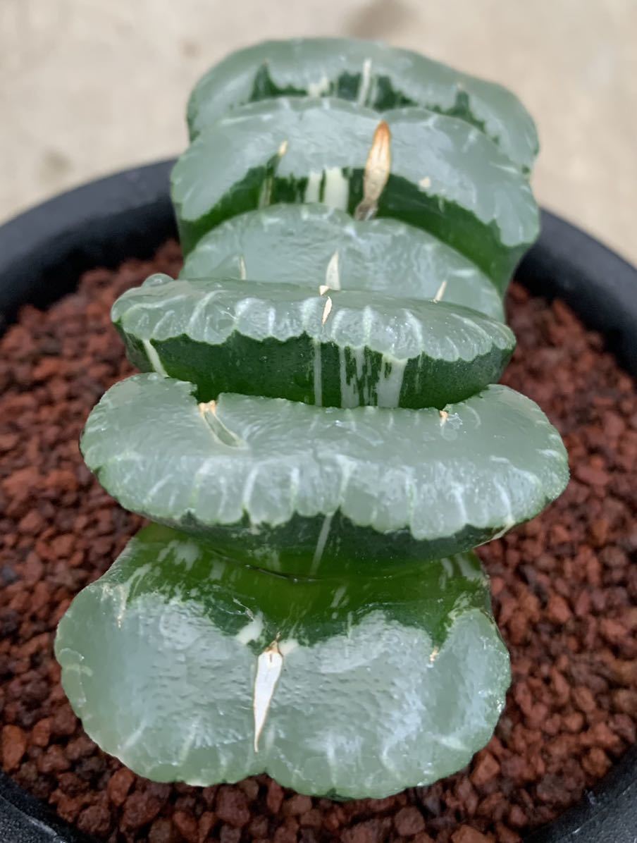 ハオルチア 多肉植物：ハオルチア 現品！一品限り 玉扇錦*幅7cm | 玉