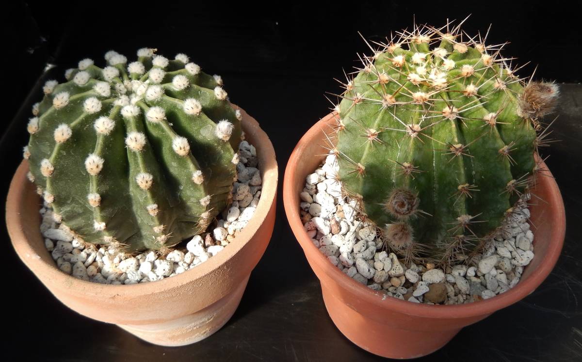 サボテン花を楽しむ オリジナルエキノプシス桃花と白桃短毛丸の２鉢セット サボテン 売買されたオークション情報 Yahooの商品情報をアーカイブ公開 オークファン Aucfan Com