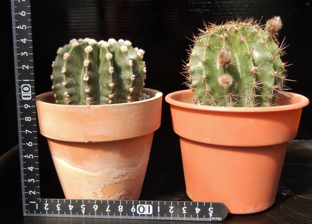 サボテン花を楽しむ オリジナルエキノプシス桃花と白桃短毛丸の２鉢セット サボテン 売買されたオークション情報 Yahooの商品情報をアーカイブ公開 オークファン Aucfan Com