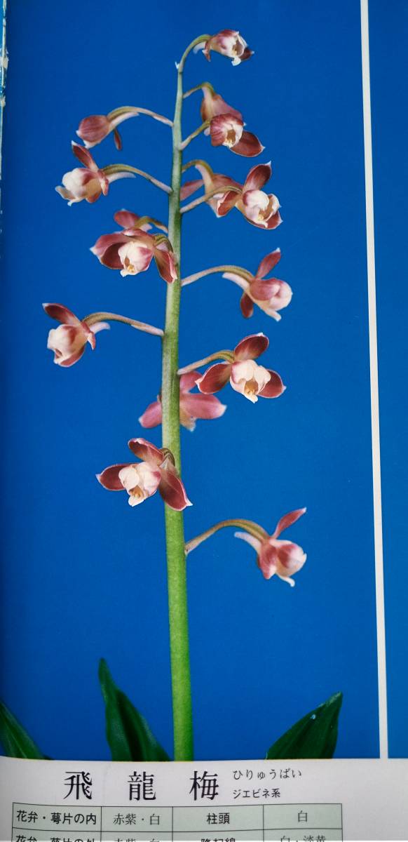 斑入り山野草 えびね蘭 登録銘品 飛龍梅成木花付き w芽 9 鉢植え 売買されたオークション情報 Yahooの商品情報をアーカイブ公開 オークファン Aucfan Com 斑入り山野草 えびね蘭 登録銘品 飛龍梅成木花付き w芽 9 鉢植え 売買されたオークション情報 Yahooの商品情報をアーカイブ公開 オークファン Aucfan Com
