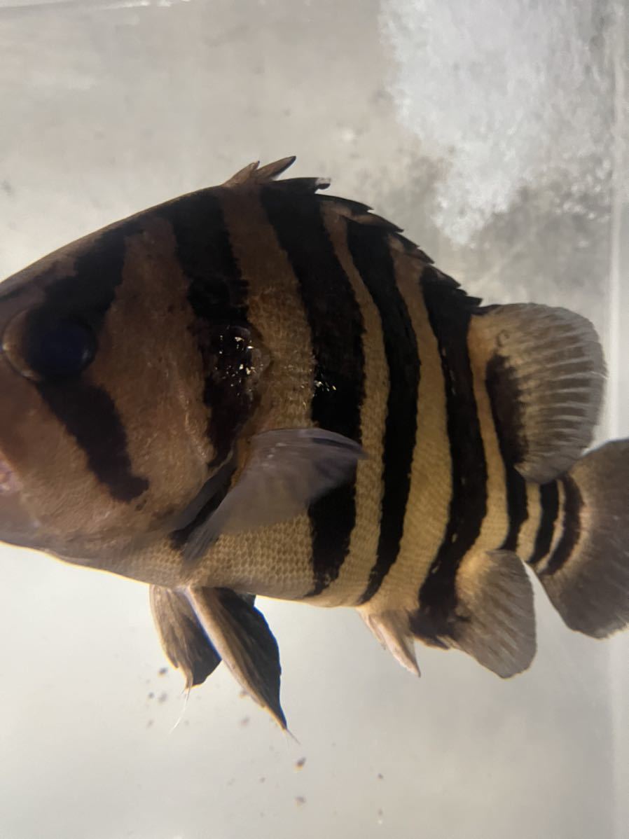 ダトニオプラスワン 35センチ