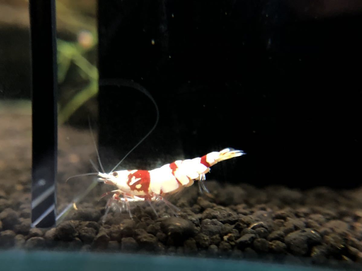 クロベル様専用／Dr.Senobiru パイン味 www.scuolainfanziatombelle.it