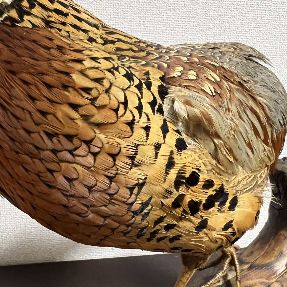 剥製  雉の剥製  雉 雉キジの剥製 置き物 昭和レトロ 鳥｜Yahoo!フリマ（旧PayPayフリマ）