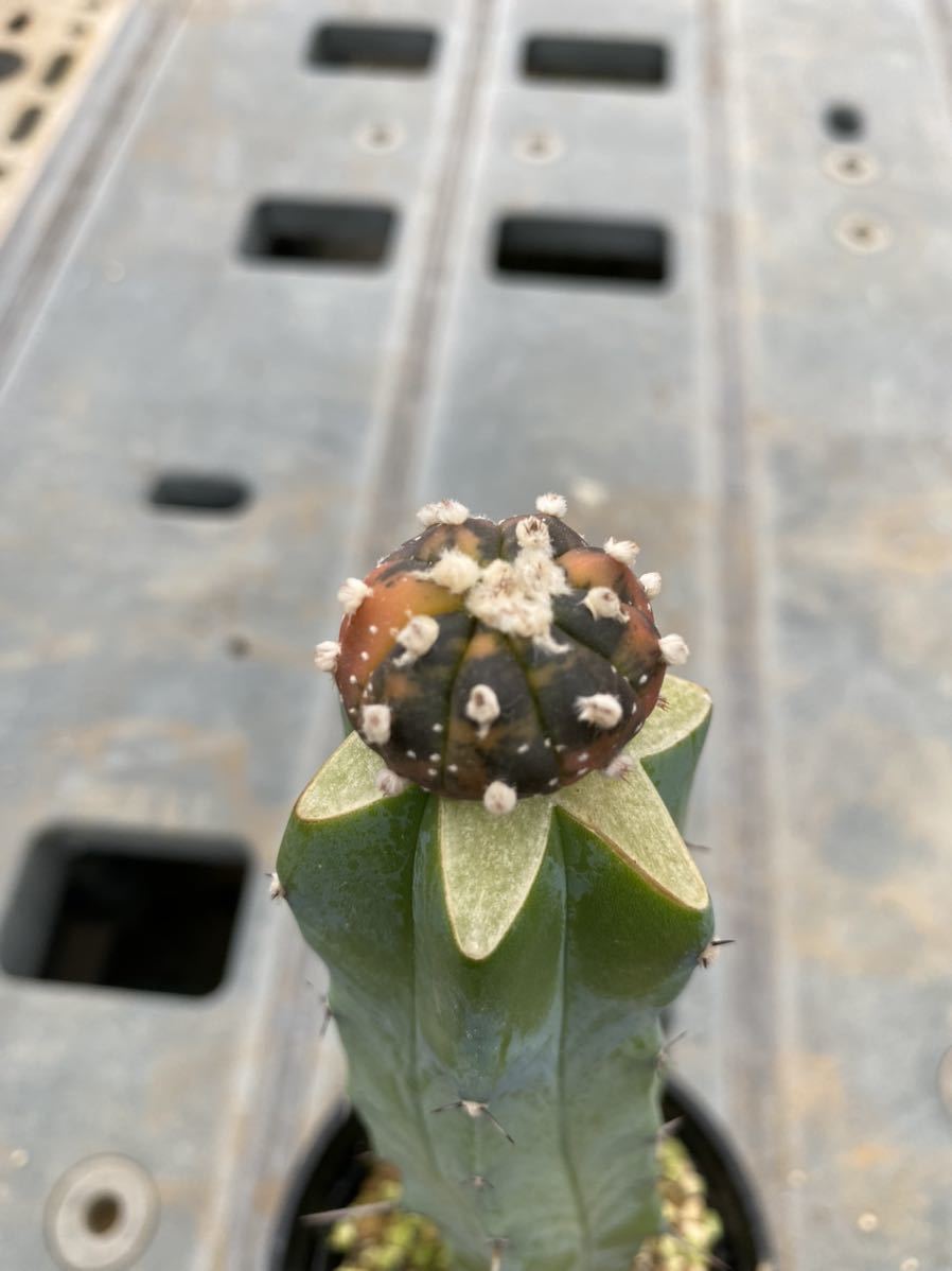 高品質 スペシャルコレクション サボテン 赤斑 兜丸 接木 Terminalesmedellin Com