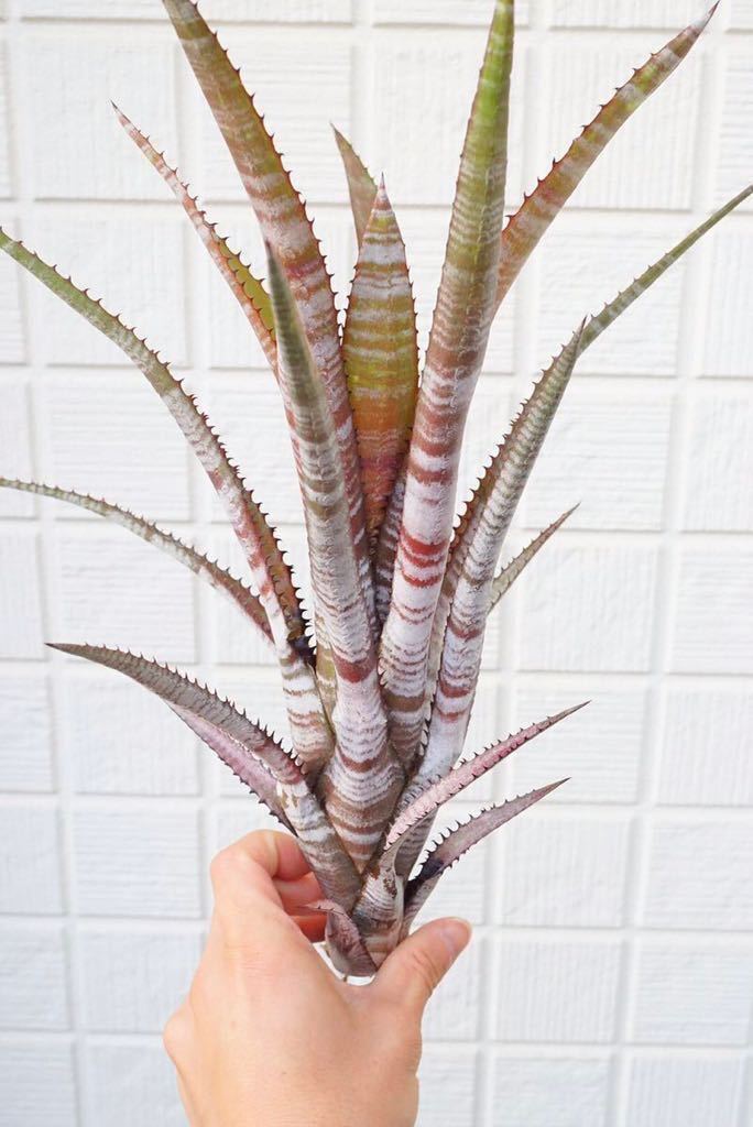 Aechmea phanerophlebia (rubra form) エクメア ブロメリア (アナナス