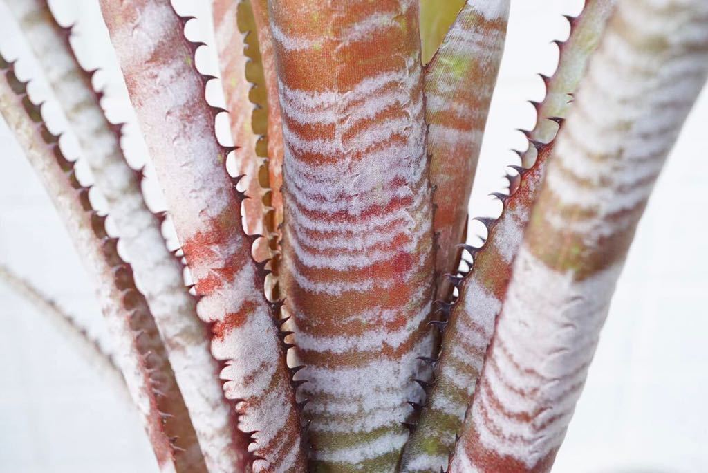 Aechmea phanerophlebia (rubra form) エクメア ブロメリア (アナナス
