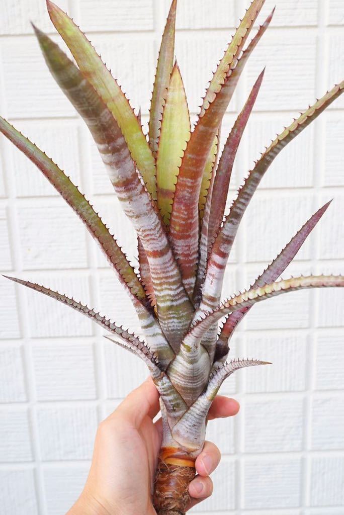 Aechmea phanerophlebia (rubra form) エクメア ブロメリア (アナナス