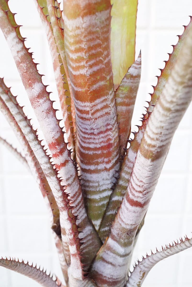 Aechmea phanerophlebia (rubra form) エクメア ブロメリア (アナナス