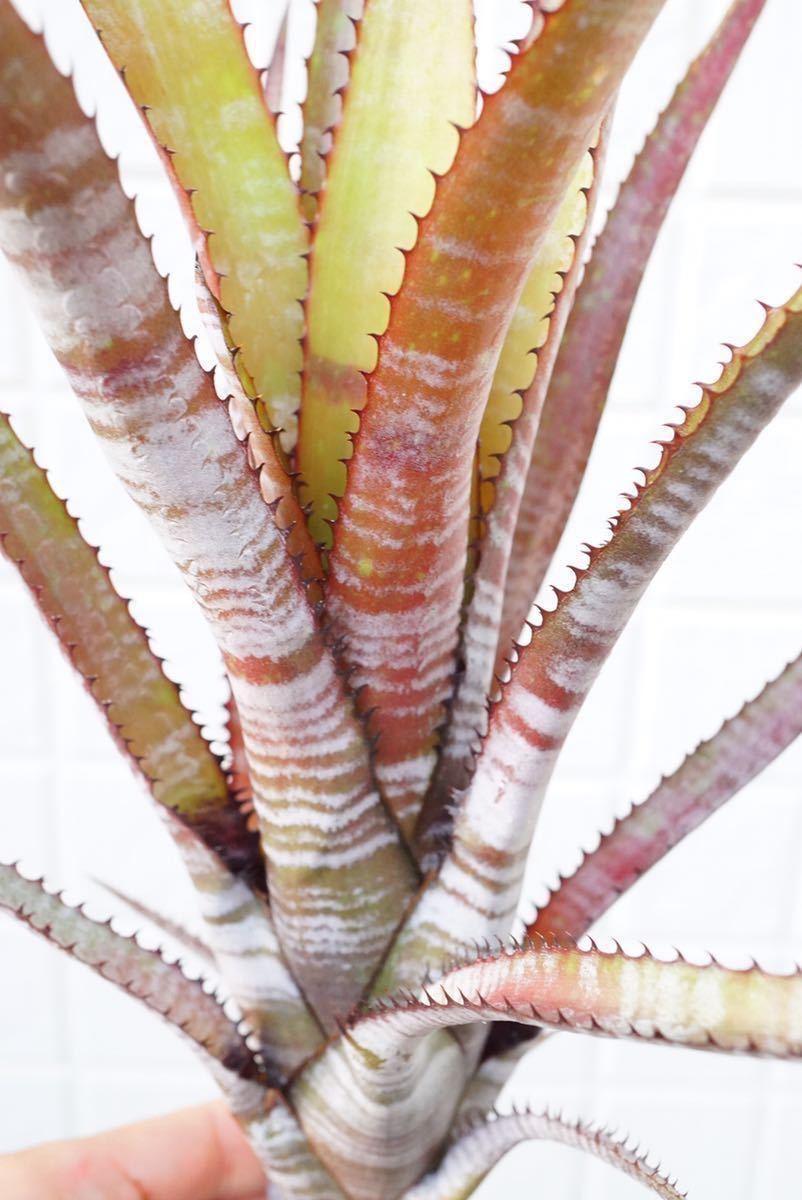 Aechmea phanerophlebia (rubra form) エクメア ブロメリア (アナナス